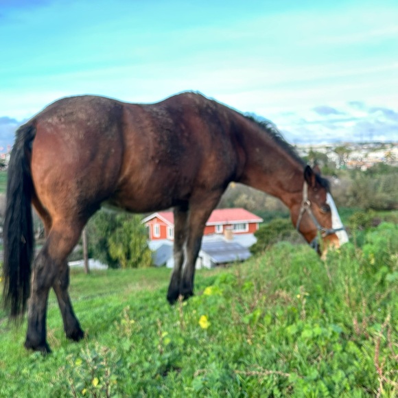 🧲 - Picture 1 of 1